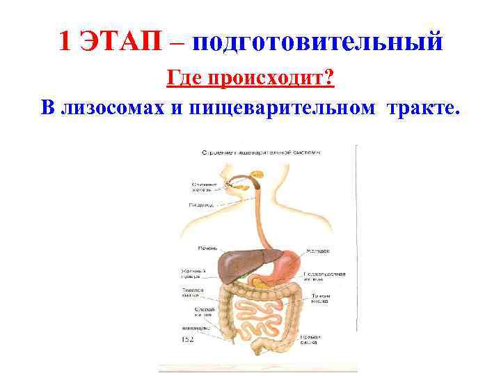 1 ЭТАП – подготовительный Где происходит? В лизосомах и пищеварительном тракте. 