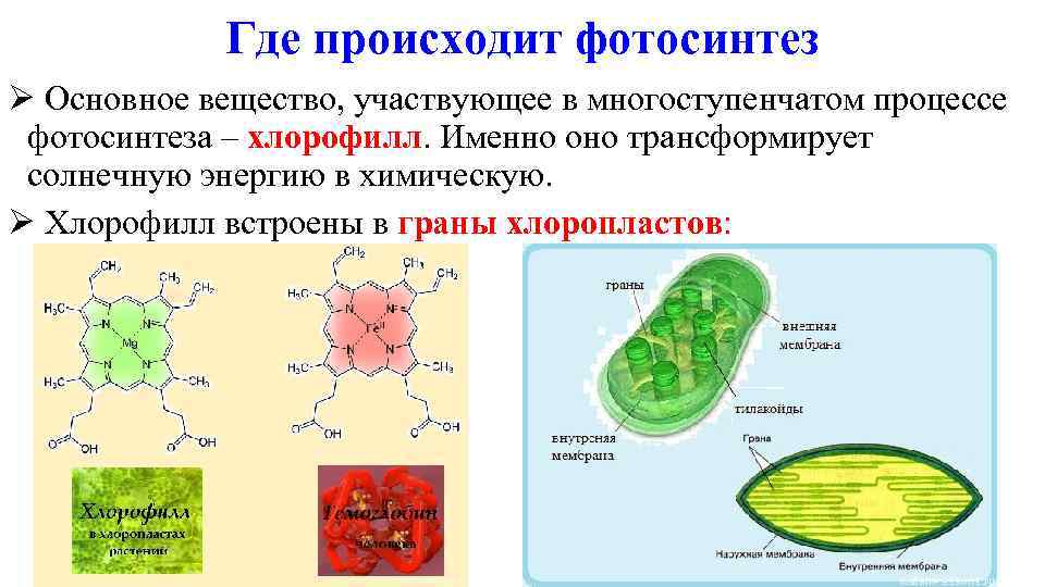 Где происходит фотосинтез Ø Основное вещество, участвующее в многоступенчатом процессе фотосинтеза – хлорофилл. Именно