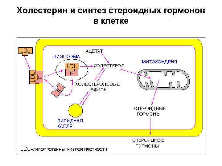 Холестерин и синтез стероидных гормонов в клетке 