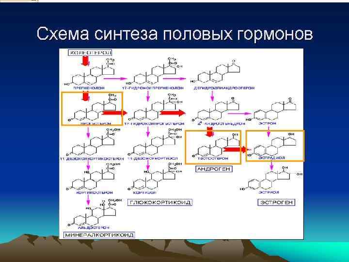 Схема синтеза стероидных гормонов