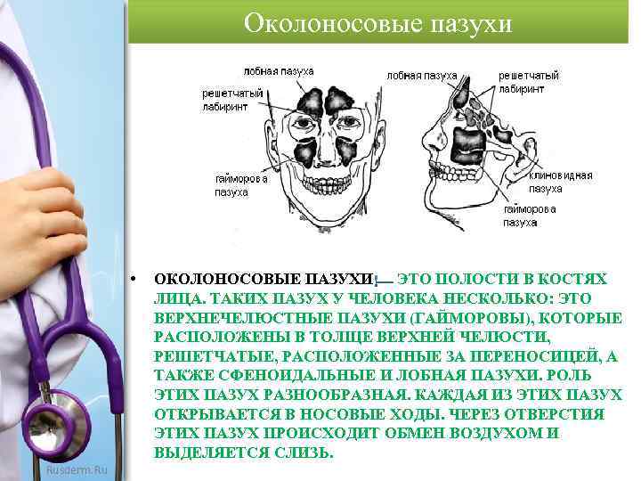 Околоносовые пазухи • Rusderm. Ru ОКОЛОНОСОВЫЕ ПАЗУХИ ЭТО ПОЛОСТИ В КОСТЯХ ЛИЦА. ТАКИХ ПАЗУХ