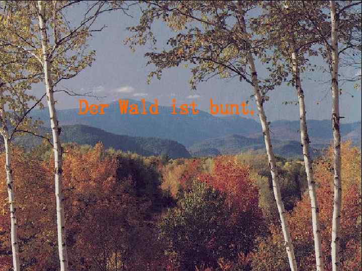 n . . PicturesкартинкаПрирода 212. JPG Der Wald ist bunt. 