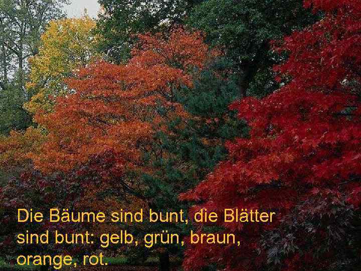 n . . PicturesкартинкаПрирода 2 032. JPG Die Bäume sind bunt, die Blätter sind bunt: