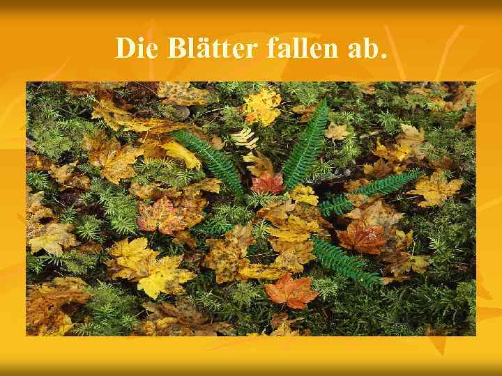 Die Blätter fallen ab. 