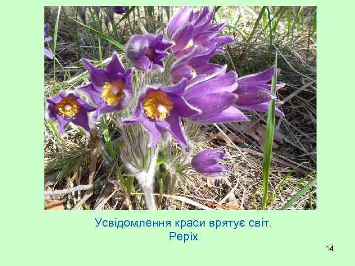 . Усвідомлення краси врятує світ. Реріх 14 