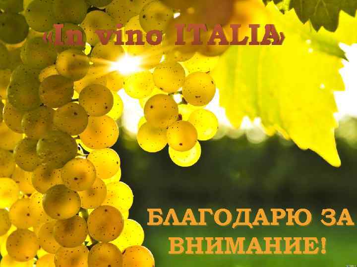  «In vino ITALIA !» БЛАГОДАРЮ ЗА ВНИМАНИЕ! 