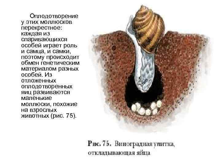  Оплодотворение у этих моллюсков перекрестное: каждая из спаривающихся особей играет роль и самца,