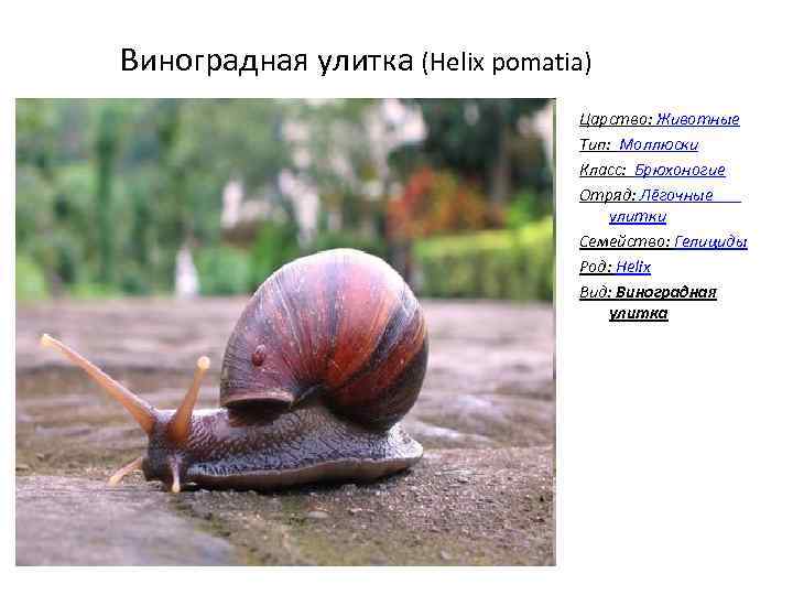 Виноградная улитка (Helix pomatia) Царство: Животные Тип: Моллюски Класс: Брюхоногие Отряд: Лёгочные улитки Семейство: