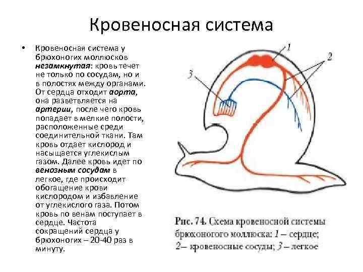 Кровеносная система • Кровеносная система у брюхоногих моллюсков незамкнутая: кровь течет не только по