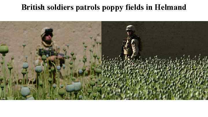 British soldiers patrols poppy fields in Helmand 