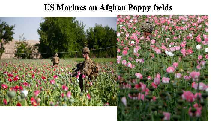 US Marines on Afghan Poppy fields 