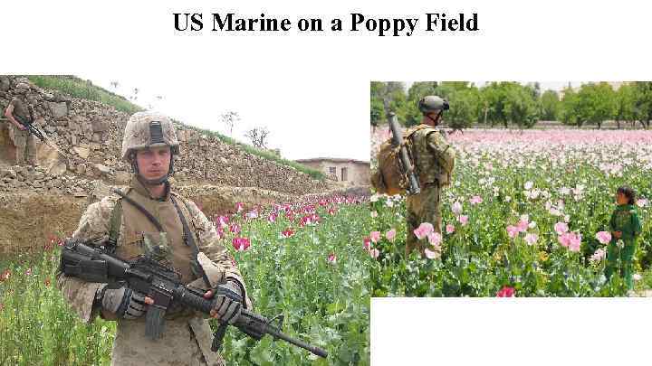 US Marine on a Poppy Field 