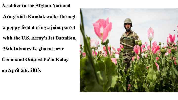 A soldier in the Afghan National Army's 6 th Kandak walks through a poppy