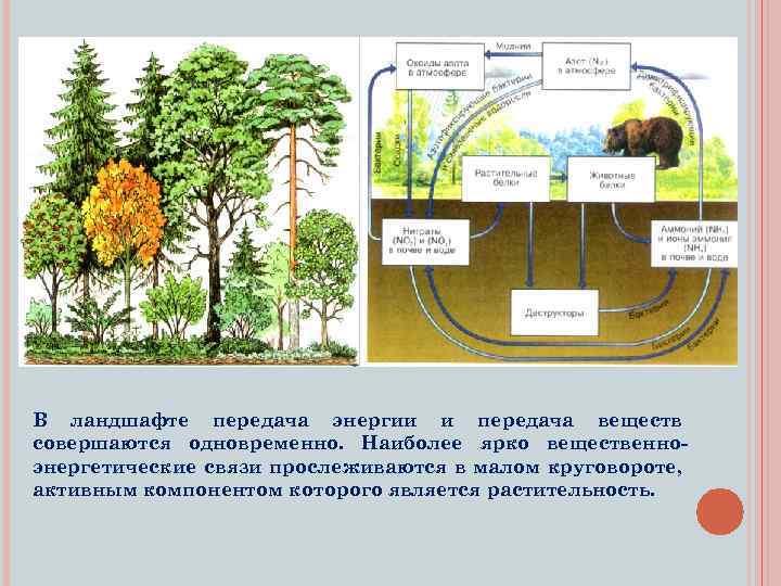 В ландшафте передача энергии и передача веществ совершаются одновременно. Наиболее ярко вещественноэнергетические связи прослеживаются