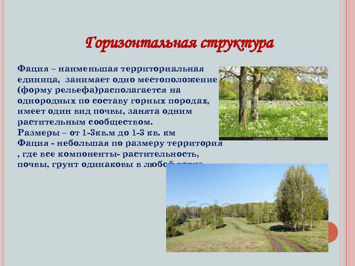 Горизонтальная структура Фация – наименьшая территориальная единица, занимает одно местоположение (форму рельефа)располагается на однородных