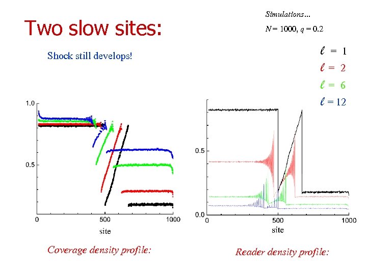 Two slow sites: Shock still develops! Coverage density profile: Simulations… N = 1000, q