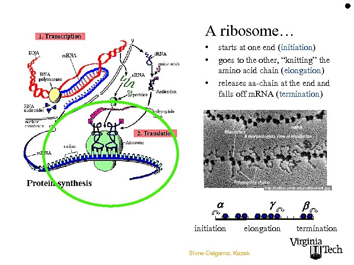 A ribosome… • • • starts at one end (initiation) goes to the other,