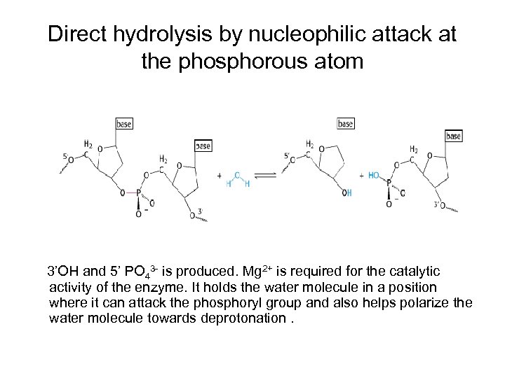 Direct hydrolysis by nucleophilic attack at the phosphorous atom 3’OH and 5’ PO 43