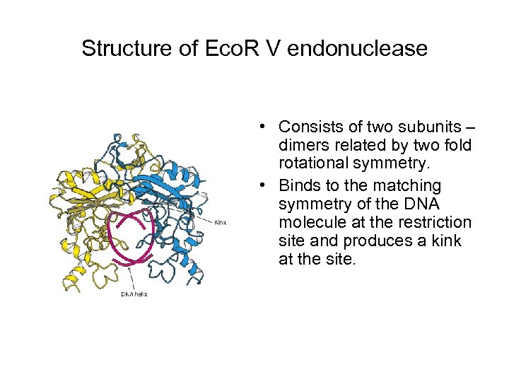 Structure of Eco. R V endonuclease • Consists of two subunits – dimers related