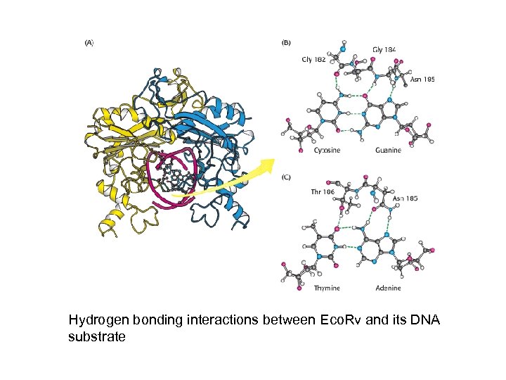 Hydrogen bonding interactions between Eco. Rv and its DNA substrate 