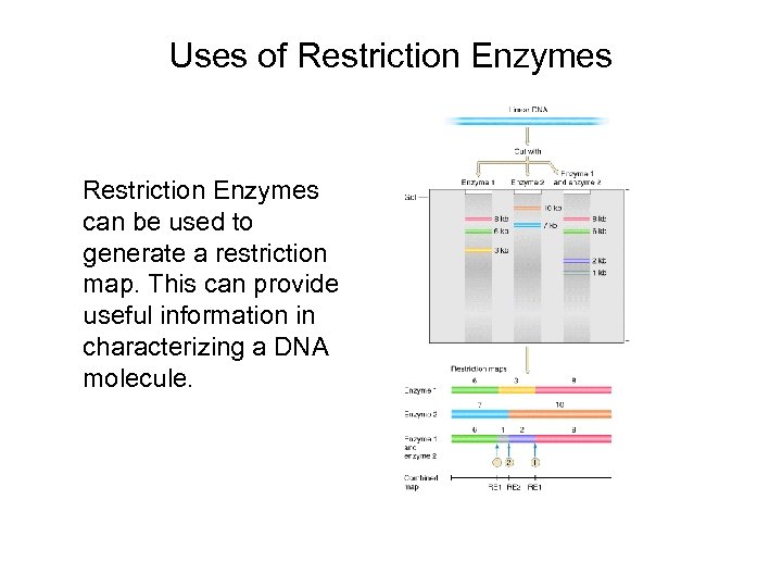 Uses of Restriction Enzymes can be used to generate a restriction map. This can