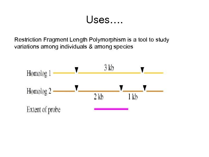 Uses…. Restriction Fragment Length Polymorphism is a tool to study variations among individuals &