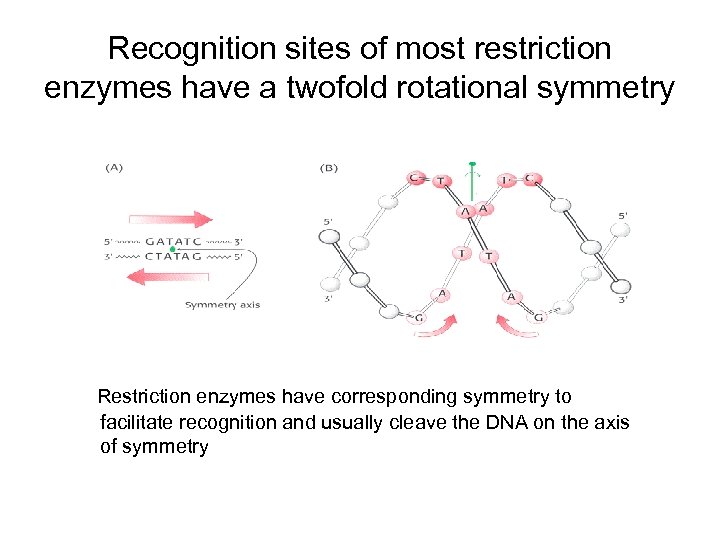 Recognition sites of most restriction enzymes have a twofold rotational symmetry Restriction enzymes have