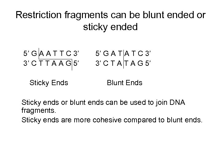 Restriction fragments can be blunt ended or sticky ended 5’ G A A T