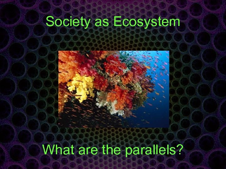 Society as Ecosystem What are the parallels? 