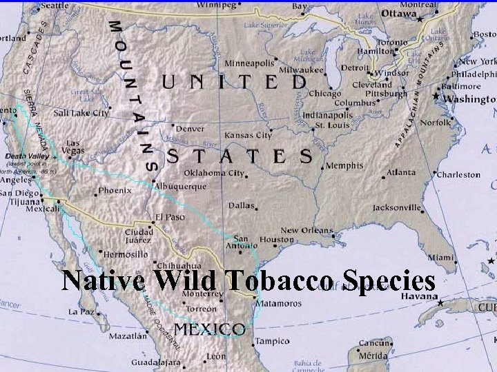 Native Wild Tobacco Species 