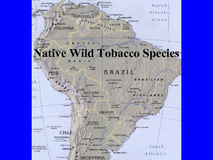 Native Wild Tobacco Species 