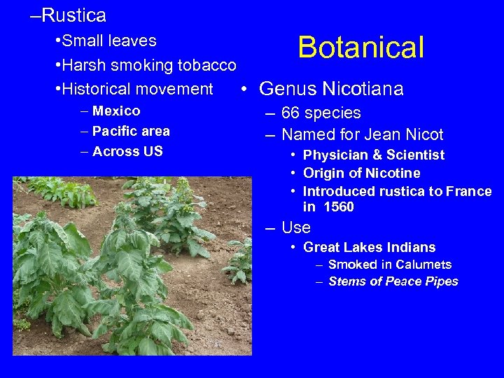 –Rustica Botanical • Small leaves • Harsh smoking tobacco • Historical movement • Genus