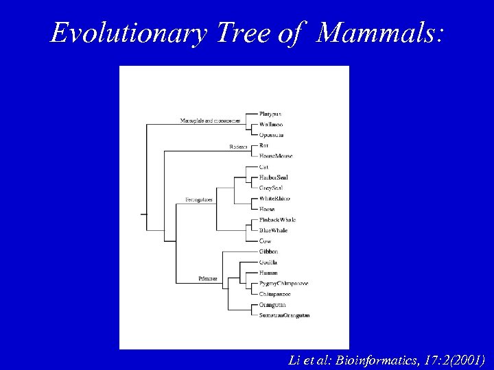 Evolutionary Tree of Mammals: Li et al: Bioinformatics, 17: 2(2001) 
