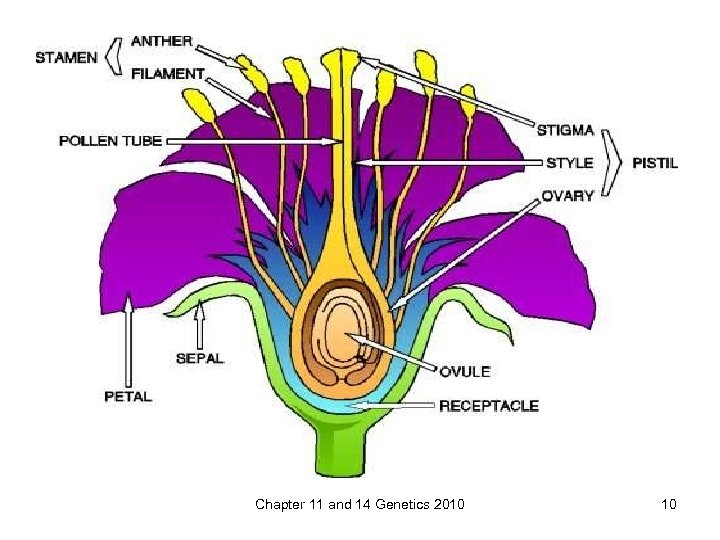 Chapter 11 and 14 Genetics 2010 10 