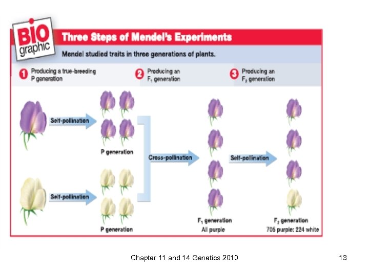 Chapter 11 and 14 Genetics 2010 13 