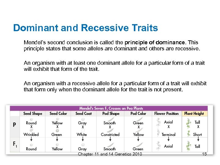 Dominant and Recessive Traits Mendel’s second conclusion is called the principle of dominance. This