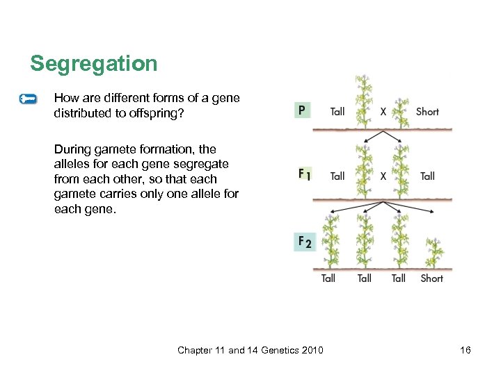 Segregation How are different forms of a gene distributed to offspring? During gamete formation,