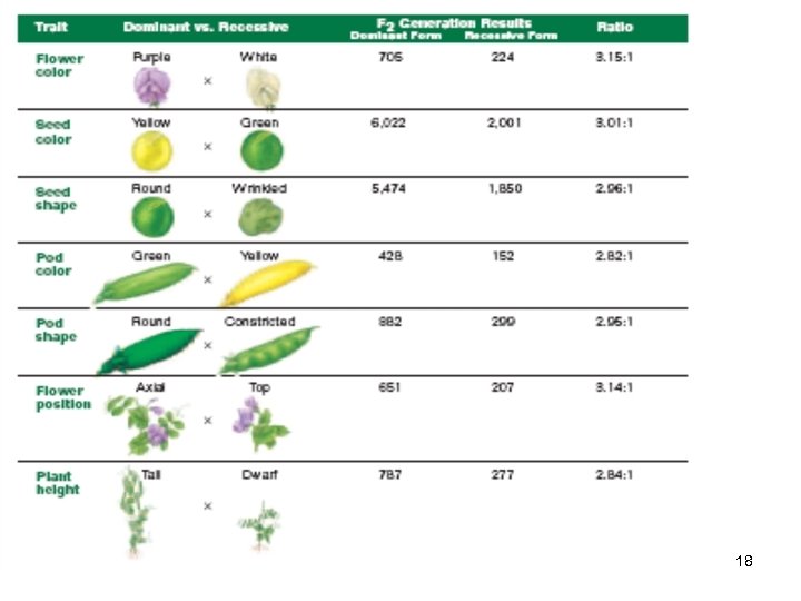 Chapter 11 and 14 Genetics 2010 18 