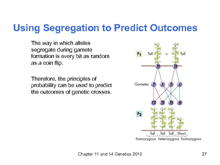 Using Segregation to Predict Outcomes The way in which alleles segregate during gamete formation