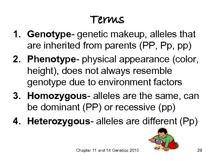Terms 1. Genotype- genetic makeup, alleles that are inherited from parents (PP, Pp, pp)