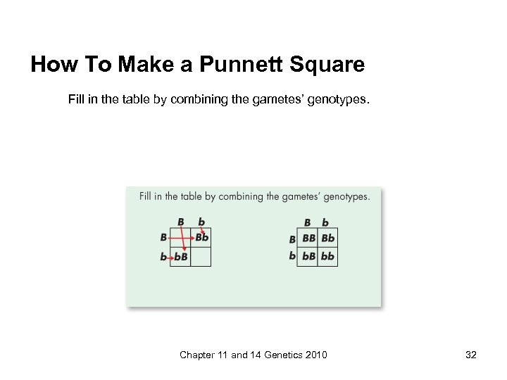 How To Make a Punnett Square Fill in the table by combining the gametes’