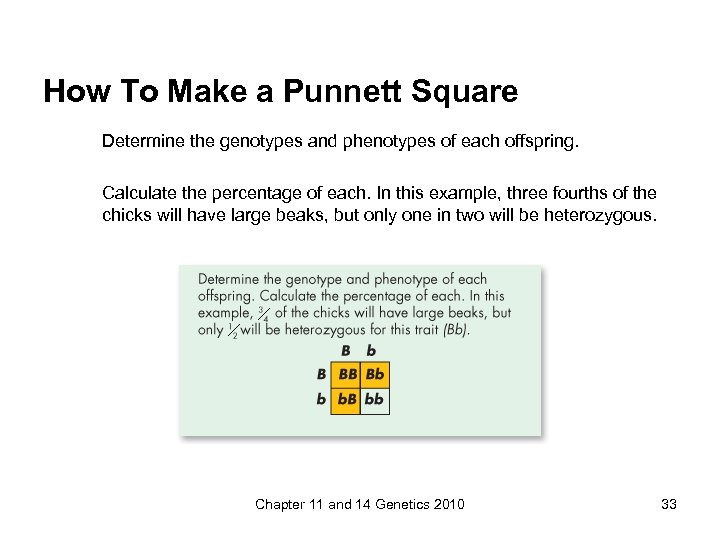 How To Make a Punnett Square Determine the genotypes and phenotypes of each offspring.
