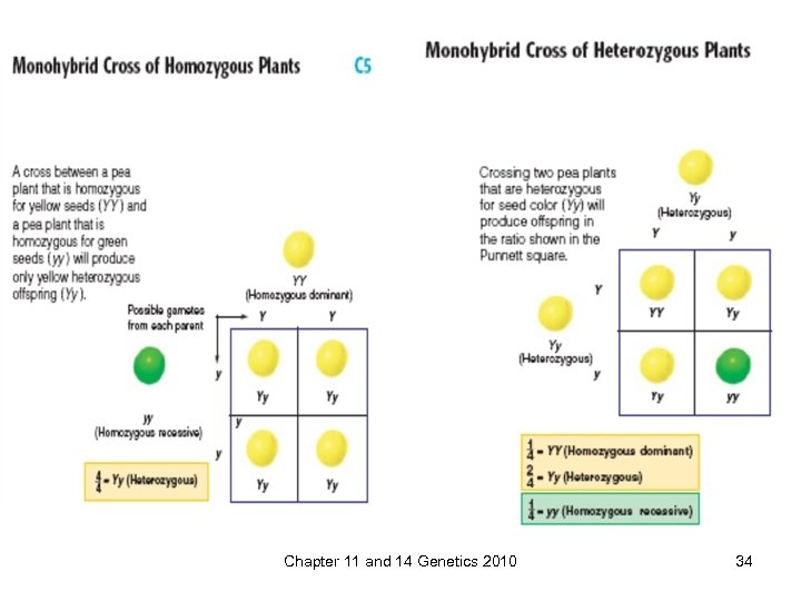 Chapter 11 and 14 Genetics 2010 34 