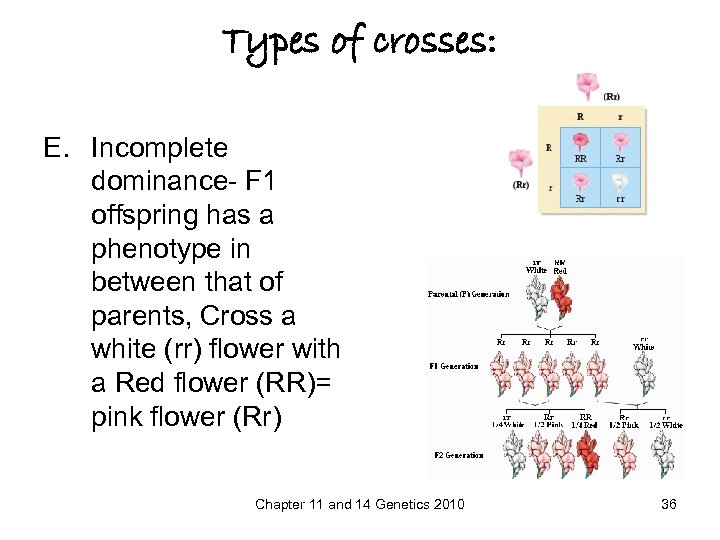 Types of crosses: E. Incomplete dominance- F 1 offspring has a phenotype in between
