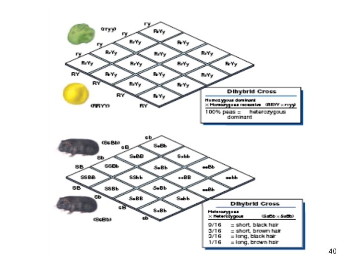 Chapter 11 and 14 Genetics 2010 40 