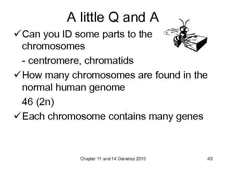A little Q and A ü Can you ID some parts to the chromosomes