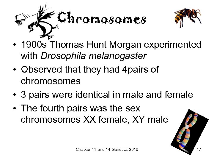 Chromosomes • 1900 s Thomas Hunt Morgan experimented with Drosophila melanogaster • Observed that