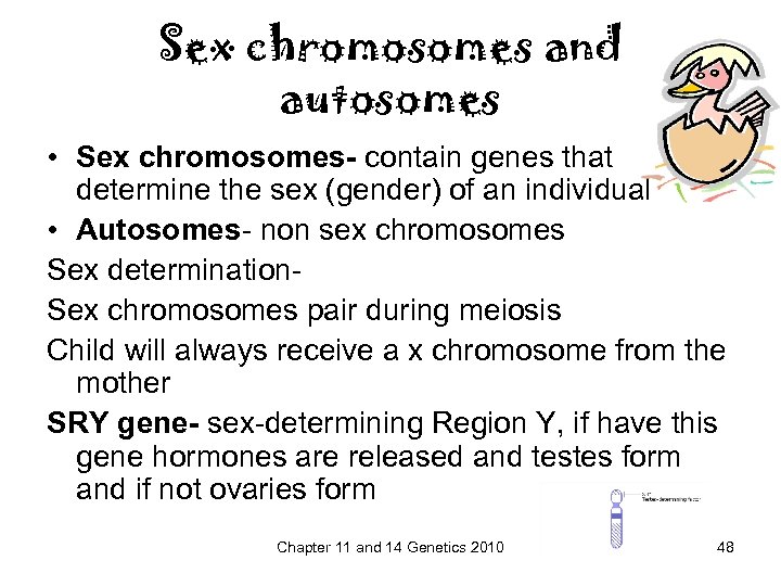 Sex chromosomes and autosomes • Sex chromosomes- contain genes that determine the sex (gender)