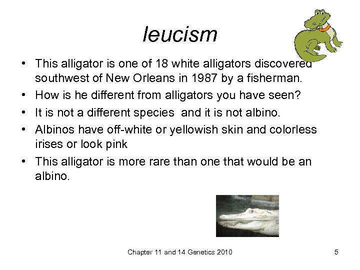 leucism • This alligator is one of 18 white alligators discovered southwest of New