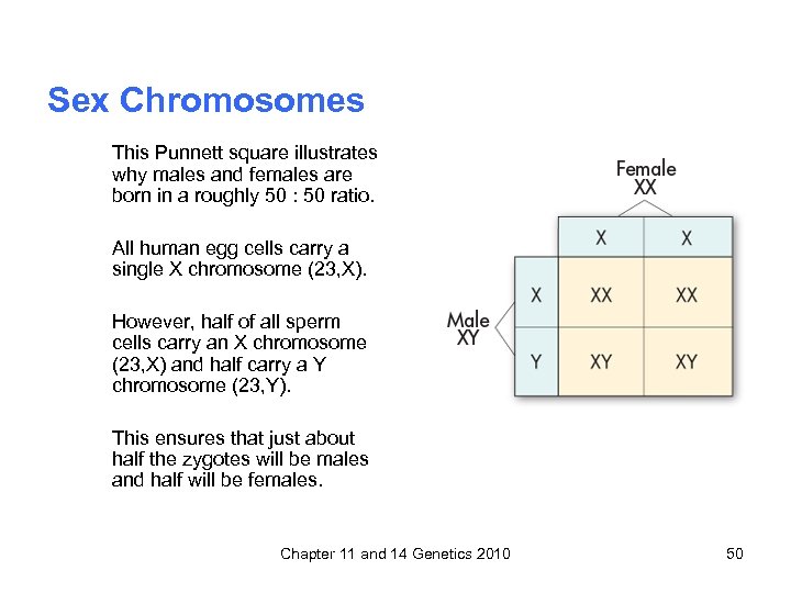 Sex Chromosomes This Punnett square illustrates why males and females are born in a